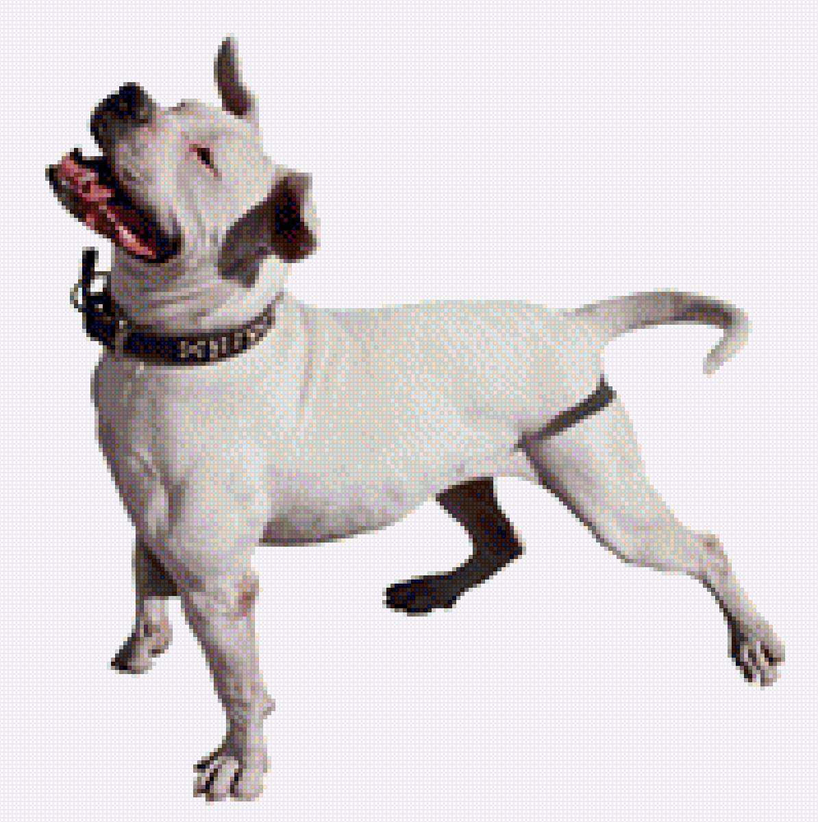 Сатффордширский терьер - домашние любимцы, стаффордширский терьер, порода, собака - предпросмотр