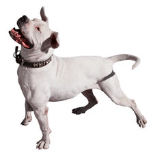 Схема вышивки «Сатффордширский терьер»