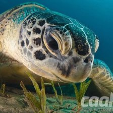 Схема вышивки «Черепаха»