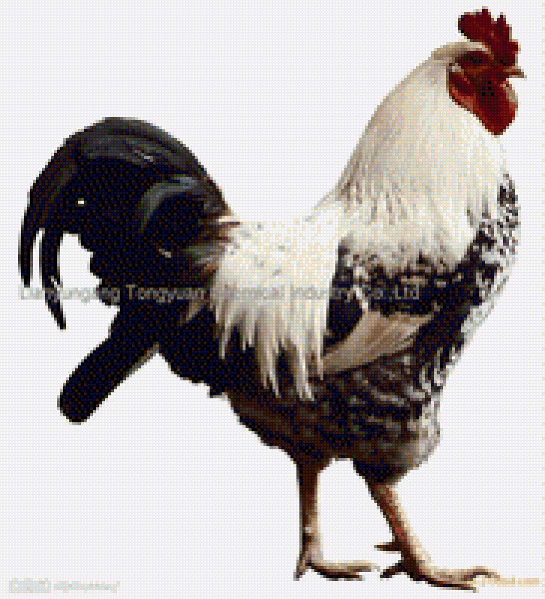 Петух - петух, картинка, птица - предпросмотр