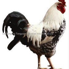 Схема вышивки «Петух»