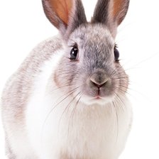 Схема вышивки «кролик»