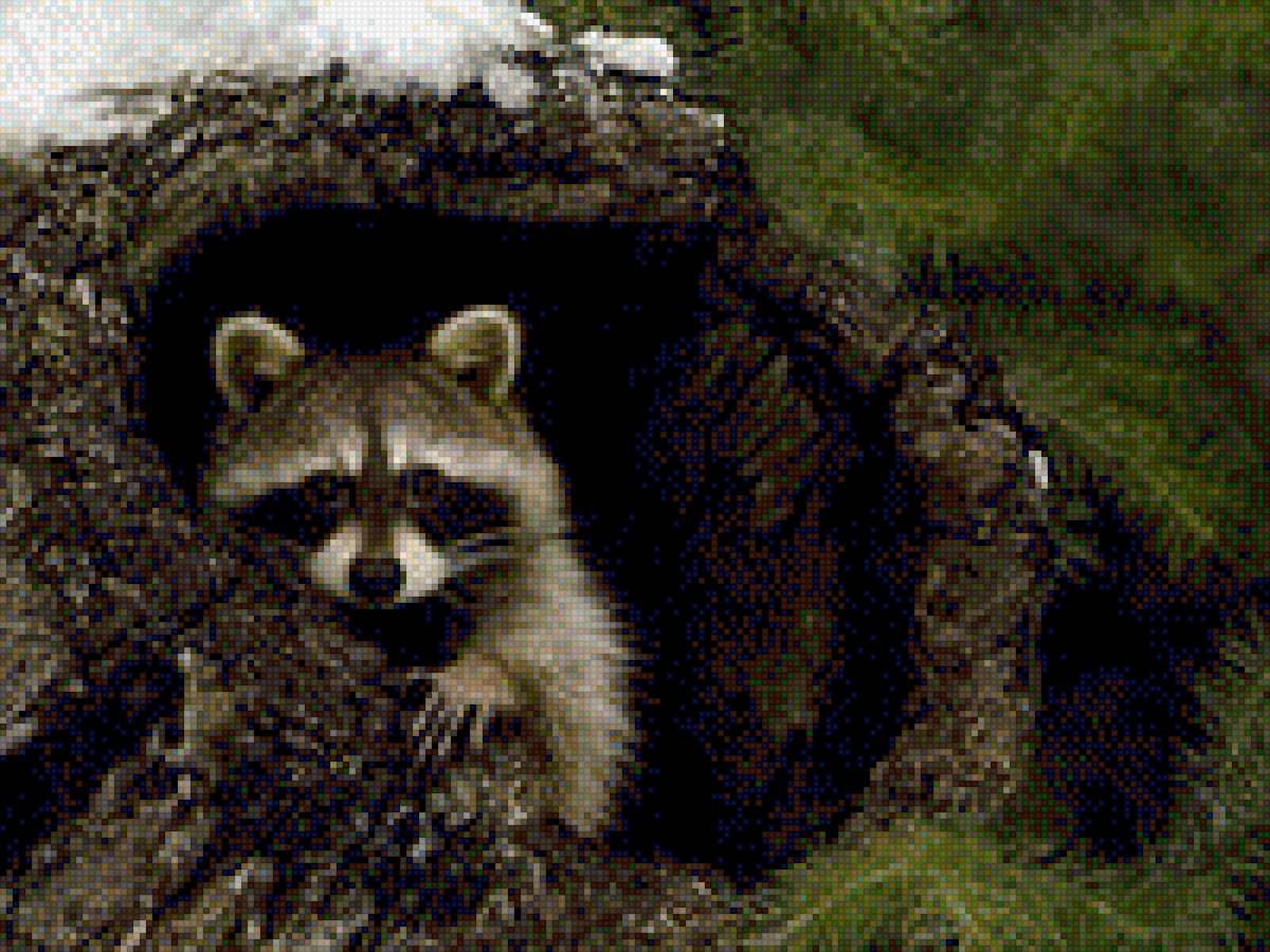 Енот - дикие звери, енот, фото, звери, лесные звери - предпросмотр