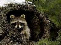 Схема вышивки «Енот»