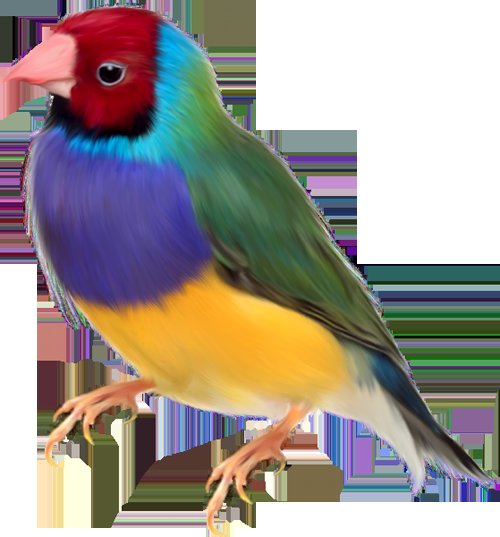 Амадина - амадина, певчая, фото, птица - оригинал