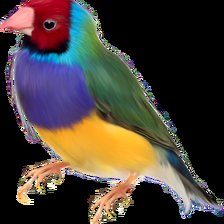 Схема вышивки «Амадина»