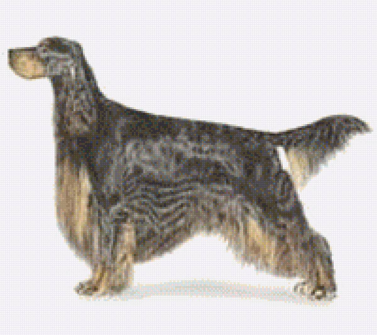 Шотландский сеттер - собака, животные. домашние любимцы, шотландский сеттер, фото - предпросмотр