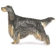 Схема вышивки «Шотландский сеттер»