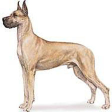 Схема вышивки «Дог»