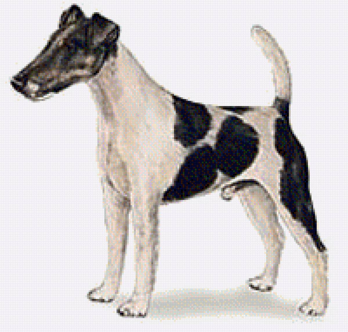 Фокстерьер гладкошерстный - домашние любимцы, порода, собака, гладкошерстный фокстер - предпросмотр