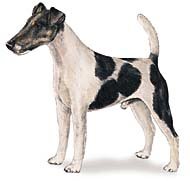 Схема вышивки «Фокстерьер гладкошерстный»