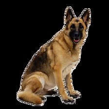 Схема вышивки «Немецкая овчарка»