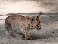 Схема вышивки «Рысенок»