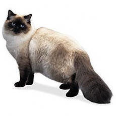 Балинезийская кошка - животные, балинезийская, кошка, домашние любимцы - оригинал