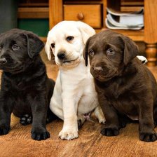 Схема вышивки «Лабрадоры щенки»