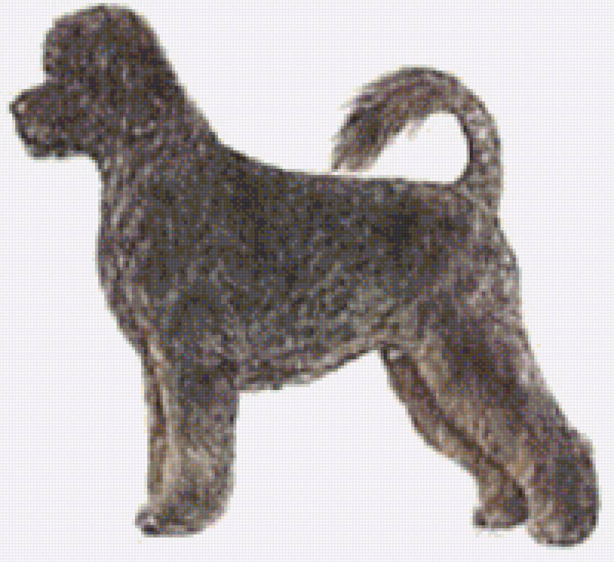 Пудель - картинка, собака, пудель, домашние любимцы - предпросмотр