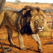 Схема вышивки «дикие»