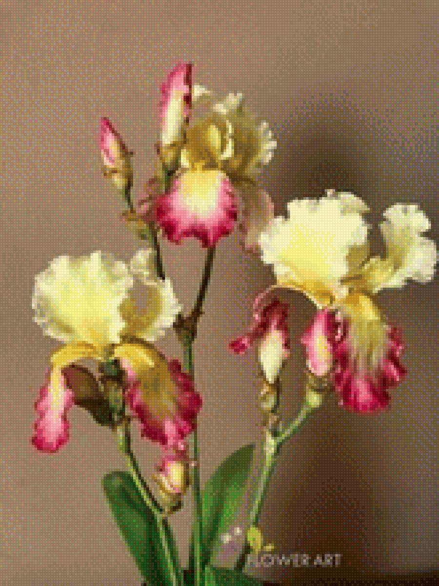 ирис - ирис, цветы - предпросмотр