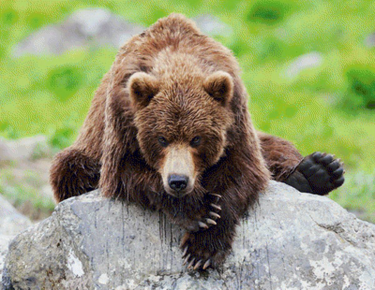 Медведь - медведь. - предпросмотр