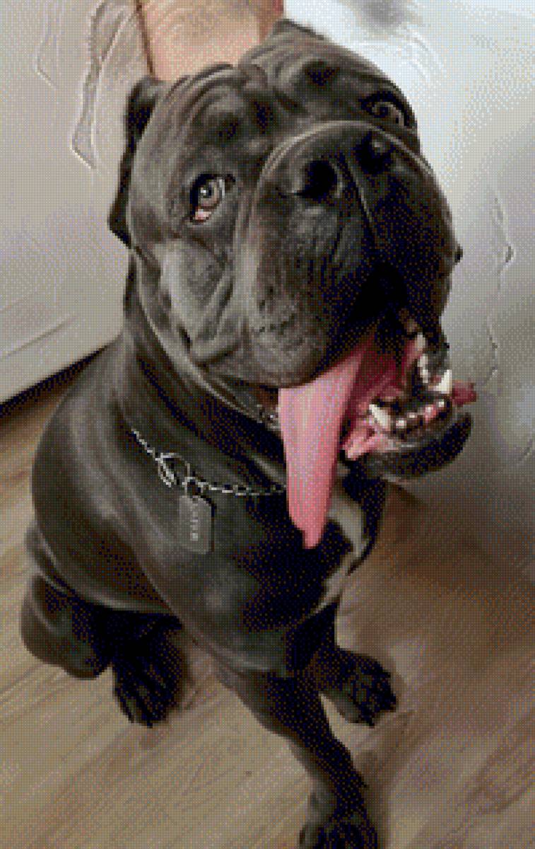 В ожидании обеда - кане-корсо, собака, животные - предпросмотр