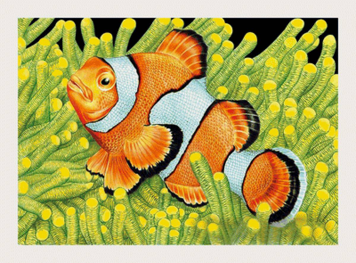 №2043991 - рыбы, аквариум - предпросмотр