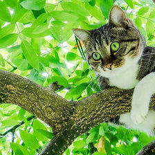 Схема вышивки «№2043994»