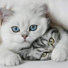 Схема вышивки «№2044127»