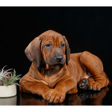 Схема вышивки «друг»