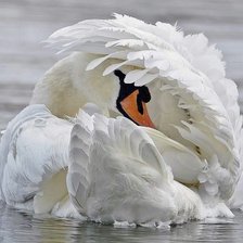 Схема вышивки «птицы»