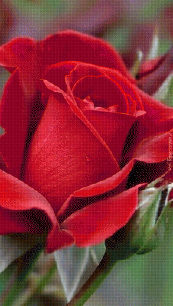 Красная роза - роза, цветы - предпросмотр
