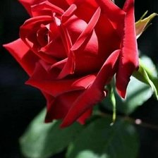 Схема вышивки «Роза»