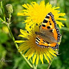 Схема вышивки «Бабочка Крапивница»