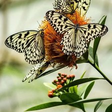 Схема вышивки «Бабочки»