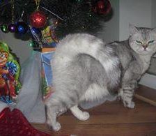 Схема вышивки «Кошка»