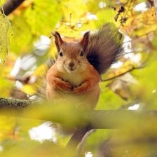 Схема вышивки «Белка»