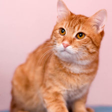 Схема вышивки «Рыжик»