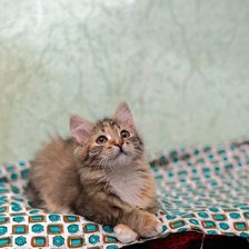 Схема вышивки «Котенок»