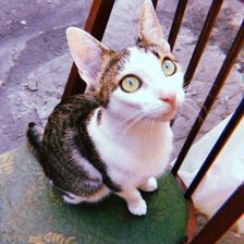 Схема вышивки «Кошка на стуле»