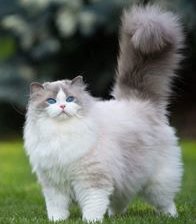 Схема вышивки «Пушистое чудо»