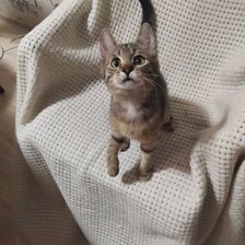 Схема вышивки «Котенок»