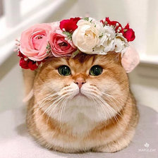 Схема вышивки «Кошка с веночком»