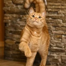 Схема вышивки «Рыжик»