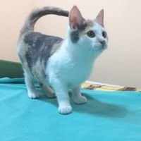 Схема вышивки «Кошка»