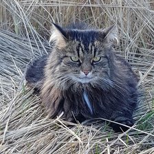 Схема вышивки «Сибиряк в траве»