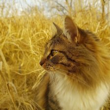 Схема вышивки «Кот и осень»