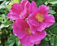 Схема вышивки «Шиповник»