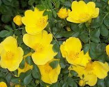 Схема вышивки «Шиповник»