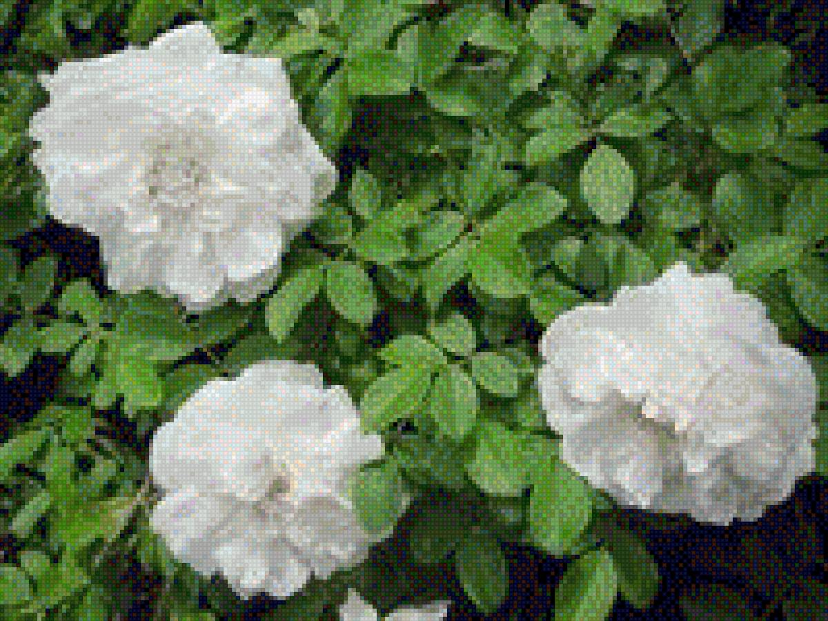 Шиповник - куст, растение, шиповник, цветок, фото, сад - предпросмотр