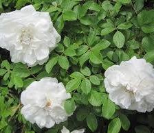 Схема вышивки «Шиповник»