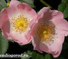 Схема вышивки «Шиповник»